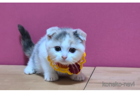 成約済の東京都のスコティッシュフォールド(折れ耳)-96320の4枚目